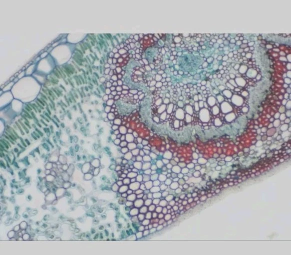 BRESSER Mikroskop MikrOkular HD[720p] Okularkamera - Bild 3 von 3