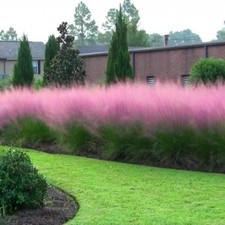 Pink Muhly Grass Muhlenbergia Capillaris 10 Seeds  Free Shipping!