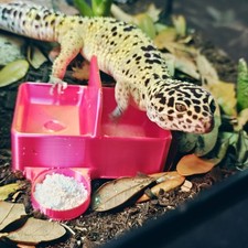 Triple Dish  3 in 1 Reptile Dish  Leopard Gecko Bowl