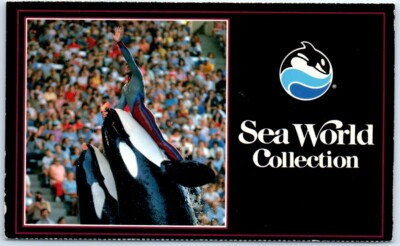 #ad Postcard Shamu Raises His Trainer High Out Of The Water At Sea World $4.95