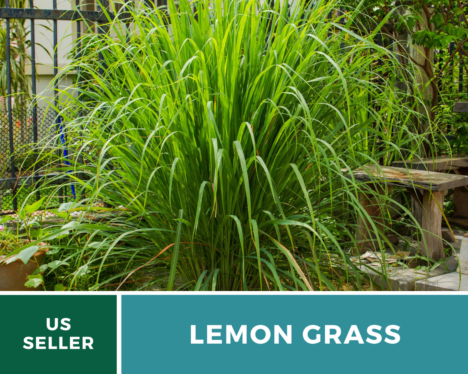 Lemon Grass 100 Seeds Culinary & Medicinal Herb (Cymbopogon
