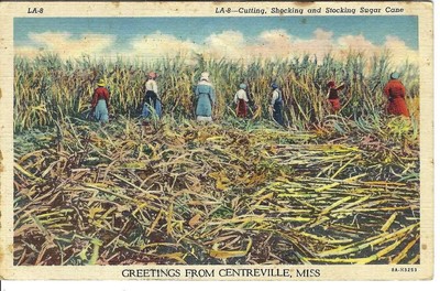 CO-451 MI Centerville Cutting Sugar Cane in the Field Linen Postcard