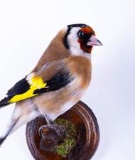 Taxidermy Gold finch Wall mount Bird Real Stuffed Animal Hunt Lodge Decor