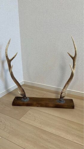 IRON KATANA-KAKE Japanese Sword Rack Stand Vintage Old katana Deer horn - Picture 1 of 1