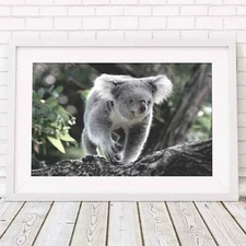 Koala - Australian Native Poster Picture Print Sizes A5 to A0 **FREE DELIVERY**