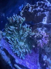 Beautiful acropora 1" changes color to bright green orange