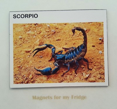 SCORPIO STAR SIGN HOROSCOPE SYMBOL 'The Scorpion' FRIDGE MAGNET - M302