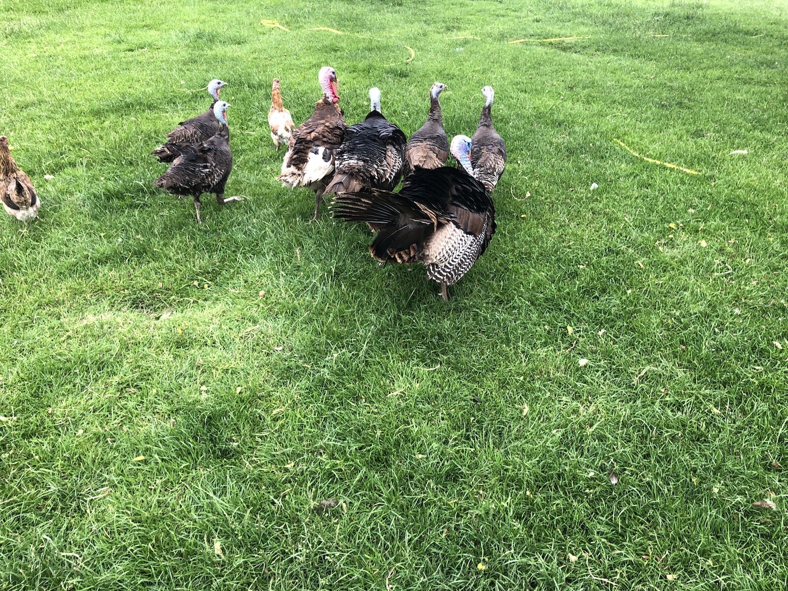 6 Fertile Norfolk Bronze / Black turkey hatching eggs eBay