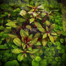 Ludwigia Red Skeleton  Aquarium Plants Factory 