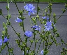 Herb plants,  garden ready, 9cm pots lots of choice