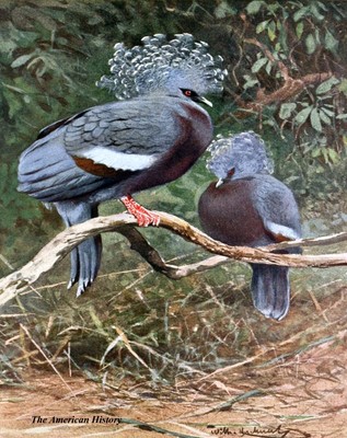 2991 Kuhnert 1911 - Victoria Crowned Pigeon