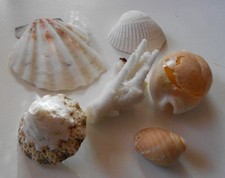 😊Großes Lot Muscheln rezent Weltweit 1898 Schau Mal durch !💥💥