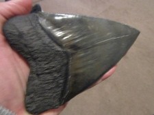 5.3 Inch Megalodon (Carcharodon Megalodon) Tooth, Black with Serration