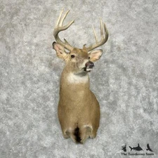#29026 E | Whitetail Deer Taxidermy Shoulder Mount For Sale