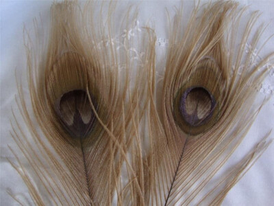Peacock Feather Stems Dyed - Light Wheat -14-15''- 25 Pcs. (B Quality)
