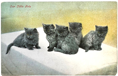 Antique Postcard Our Little Pets Five Grey Long Hair Kittens  A6