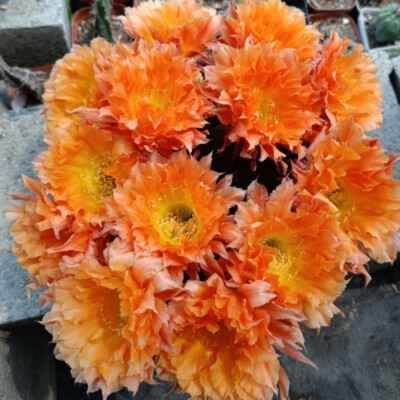 5-6cm cactus plant Echinopsis 'Schick Hybrids Garden Flowering Succulent plant
