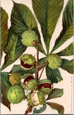 Horse Chestnut Botanical Photochromie Postcard N.A.G. Dr. Nr. 230 Nature Art