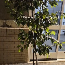 6ft Artificial Ficus Tree Potted Green Broadleaf in Wicker Basket,