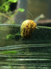 5 RamsHorn Snails Live Freshwater Aquarium Aquatic Snails