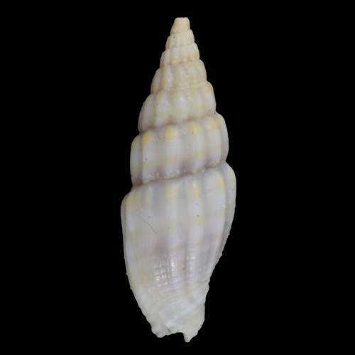 VEXILLUM LAEVICOSTATUM (Isla Actan, Filipinas) 8,9 mm #40353 - Imagen 1 de 3