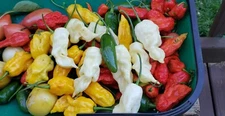 Heirloom Pepper Seeds - Many Unusual Varieties - One Shipping Charge  
