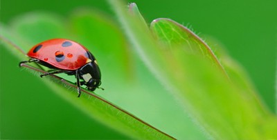 Lady Bug Offset On Green Photo License Plate Free Personalization on this plate