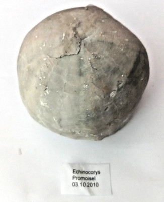 Seeigel Fossilien Riesen Echinocorys 9cm Fund 2010 Promoisel #FOS114