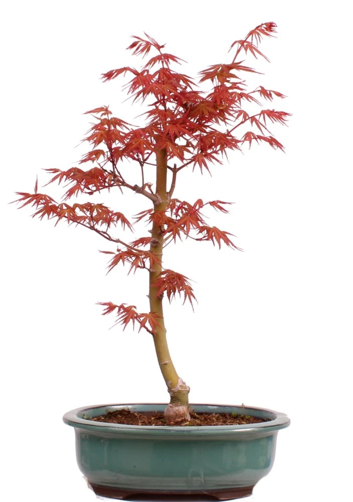 Japanischer Ahorn Bonsai online kaufen | eBay.de