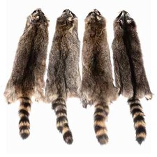Soft Tanned Raccoon Medium Grade