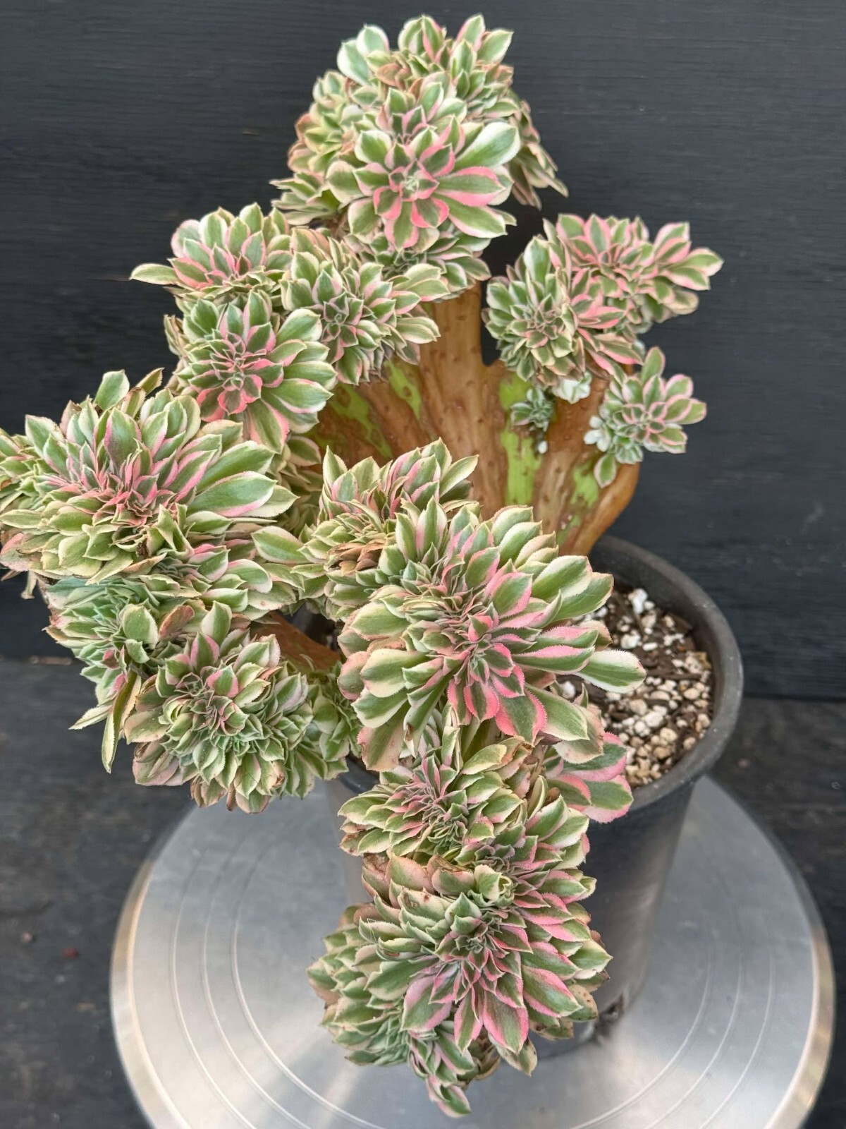 Succulent live plant Aeonium #151 Office plant Live Plant Home decor Plant