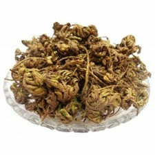 Laxmana Booti Sanjeevni Sanjivni Booti Lakshmana Buti SELAGINELLA BRYOPTERIS