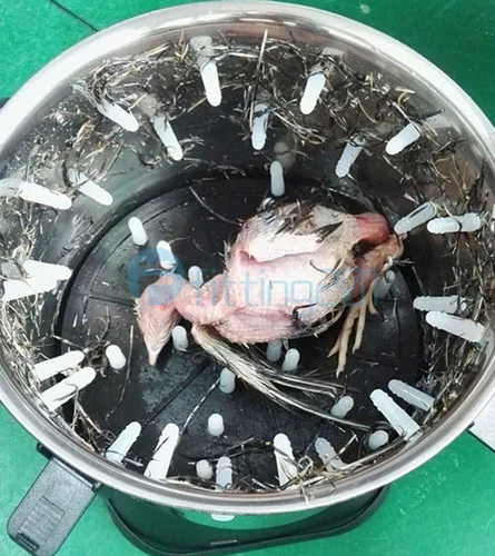 500RPM 8" Electric Chicken Plucker Machine Poultry Plucking Hair Removal Machine - Picture 6 of 13