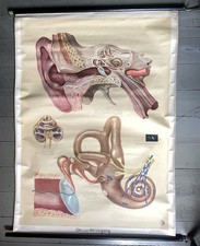Vintage 50er Schulwandkarte Rollkarte "Ohr und H&ouml;rvorgang" Plakat Medizin Mensch