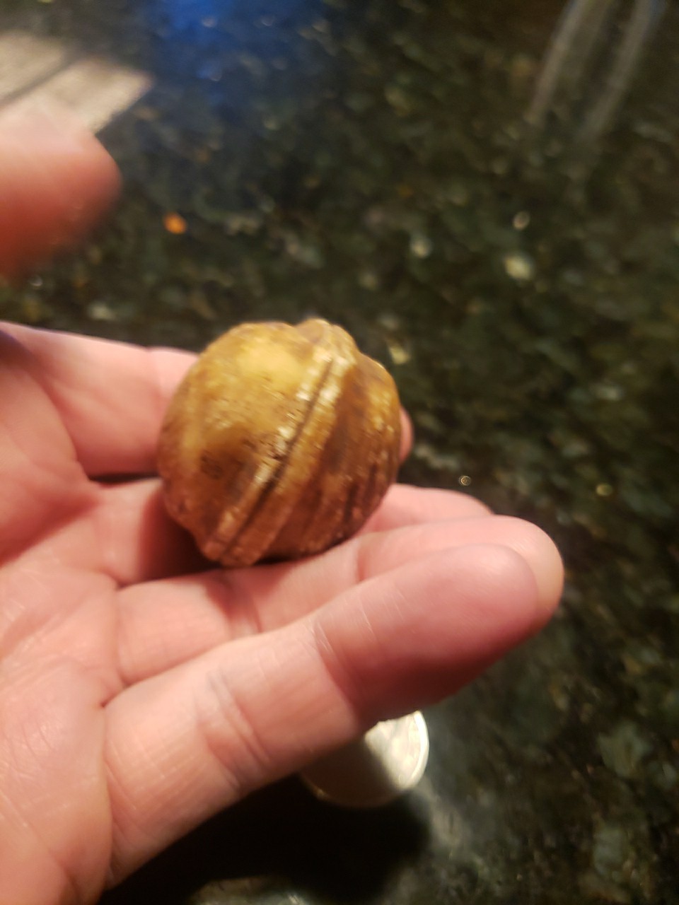 ANTIQUE LARGE WALNUT ALABASTER MARBLE STONE FRUIT OLD ITALIAN REALISTIC 
