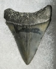 RARE COLOR TOP QUALITY LARGE GREAT WHITE SHARK TOOTH REAL FOSSIL NOT MEGALODON!