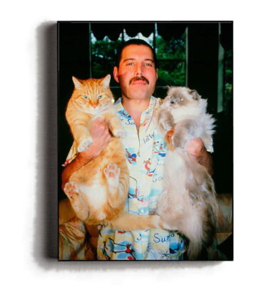 Rare Framed Vintage Freddie Mercury with his cats Photo
