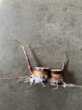 2 Rooted And Sprouted Dark Purple Sugarcane Cutting Sweet Juicy Ready To Plant