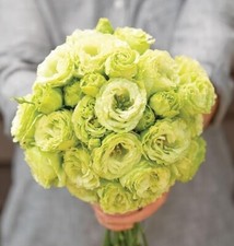 20 Rosanne 2 Clear Green Lisianthus Flower Seeds for Planting -Pelleted Seed