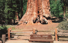 General Grant Tree - Kings Canyon National Park - California CA Postcard
