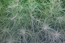 25 Seeds Summer Cypress, Bassia scoparia #475