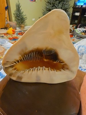 Vintage old Big Conch Snail Shell Caribbean Sea Ocean Beach DECOR 