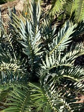 Encephalartos trispinosus “Spineless”