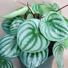 Peperomia Watermelon | Live Tropical Houseplant | 4 Inch Pot | Easy Care Indoor