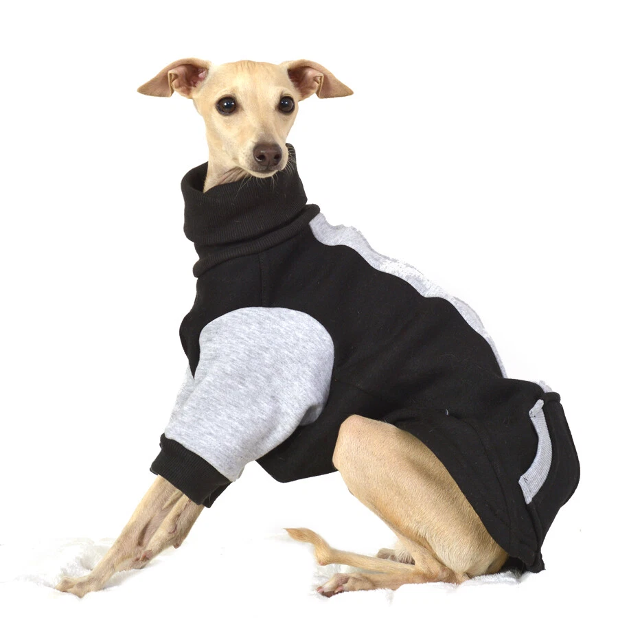 Italian greyhound top in a sweater