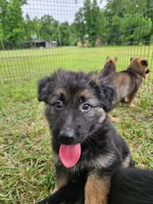 Digital Photography of a pup Download/Printable Wall Art/Instant Download