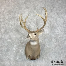 #28007 EL | Mule Deer Taxidermy Shoulder Mount For Sale