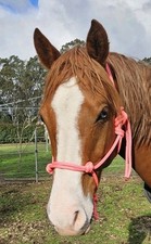 Handcrafted COB Rope Halter Pink - Horse Riding Headstall Equine