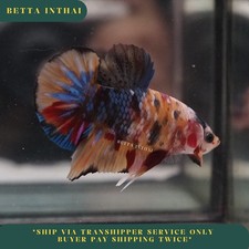 Live Betta Fish Multicolor Yellow Base Halfmoon Plakat Male from TH J242