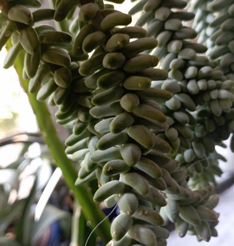 Exotenherz - Sedum morganianum burritum - Affenschaukel - großer Ableger - Bild 2 von 2